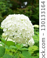 Annabel 130133164