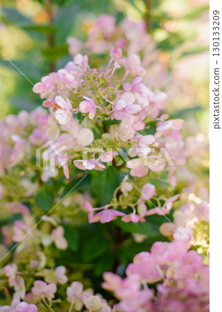 Pink Tinted Hydrangea Wims Red in Bloom Pink Tinted Hydrangea Wims Red in Bloom 130133209