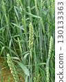 Ear of wheat 130133363