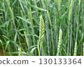 Ear of wheat 130133364
