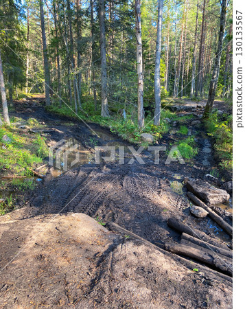 Muddy off-road pathway with deep tire tracks and puddles in a dense sunlit forest 130133567