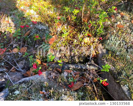 Lingonberry plants with red berries growing on forest floor in autumn sunlight. 130133568