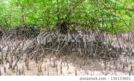 Intricate Mangrove Prop Roots and Pneumatophores Intricate Mangrove Prop Roots and Pneumatophores 130133601