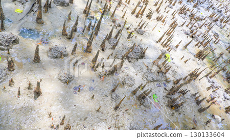 Close-up of Mangrove Pneumatophores in Tidal Mud 130133604