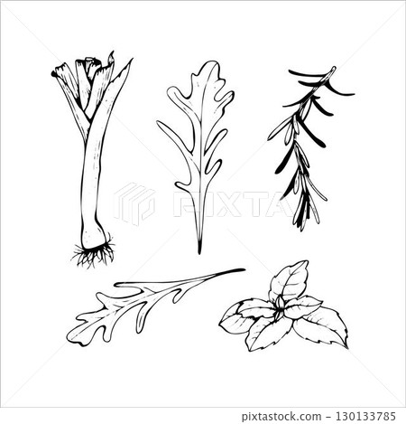 Herbs and Greens Hand Drawn Sketch Set 130133785