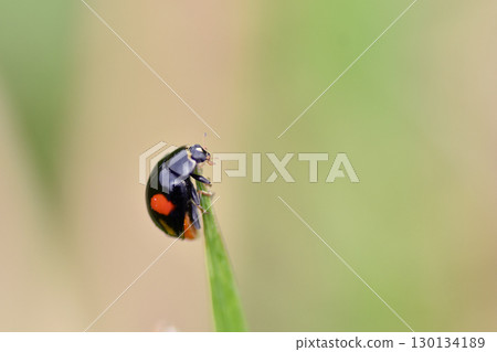 異色瓢蟲 130134189