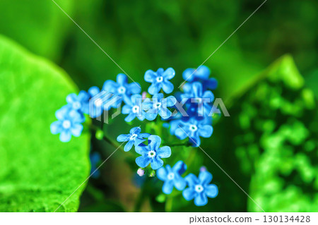 Blue forget-me-not little flowers growing in summer ornamental garden Blue forget-me-not little flowers growing in summer ornamental garden 130134428
