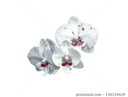 White orchids with wine stains isolated on white background. Spotted Phalaenopsis Allura 'Charlie Chaplin' cutout White orchids with wine stains isolated on white background. Spotted Phalaenopsis Allura 'Charlie Chaplin' cutout 130134429
