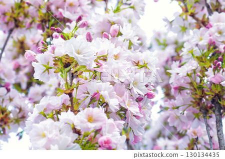 White flower, pink bud of flowering cherry tree. Springtime floral background 130134435