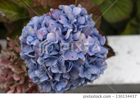 Hydrangea in Armor Coast, Brittany in France, hydrangea macrophylla, hortensius Hydrangea in Armor Coast, Brittany in France, hydrangea macrophylla, hortensius 130134437