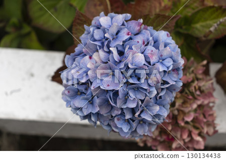 Hydrangea in Armor Coast, Brittany in France, hydrangea macrophylla, hortensius Hydrangea in Armor Coast, Brittany in France, hydrangea macrophylla, hortensius 130134438