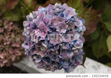 Hydrangea in Armor Coast, Brittany in France, hydrangea macrophylla, hortensius Hydrangea in Armor Coast, Brittany in France, hydrangea macrophylla, hortensius 130134439