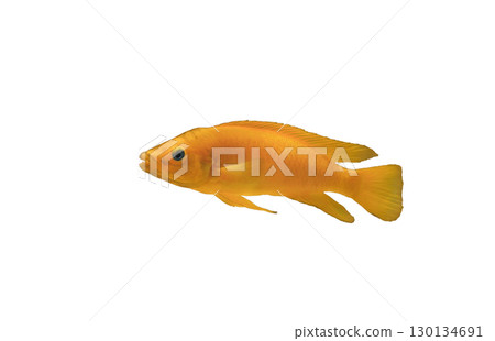 Lemon cichlid fish (Neolamprologus leleupi) isolated on white background, side view 130134691