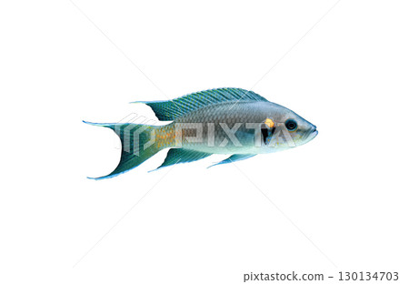 Neolamprologus brichardi ((Lyretail, Fairy cichlid) fish isolated on white background, side view 130134703