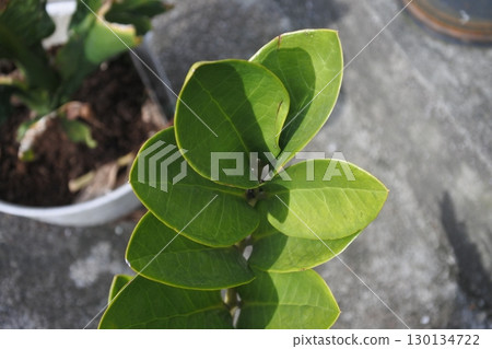 green leaf clover on black background 130134722