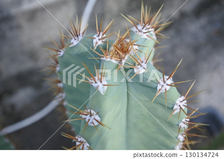 spider on green leaves 130134724