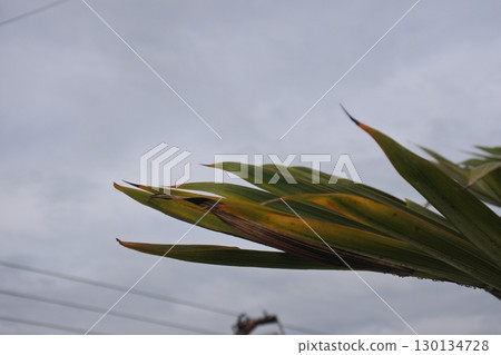 leaves of a tree leaves of a tree 130134728