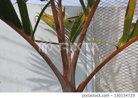 orchid in the cage orchid in the cage 130134729