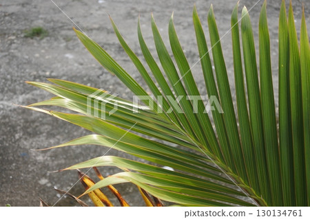 palm leaves on concrete background palm leaves on concrete background 130134761