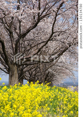 櫻花和油菜花‗240414106 130134780