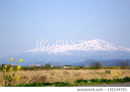 櫻花和油菜花‗240414107 130134781