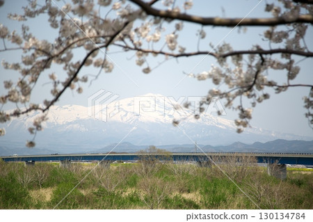 櫻花和油菜花‗240414110 櫻花和油菜花‗240414110 130134784