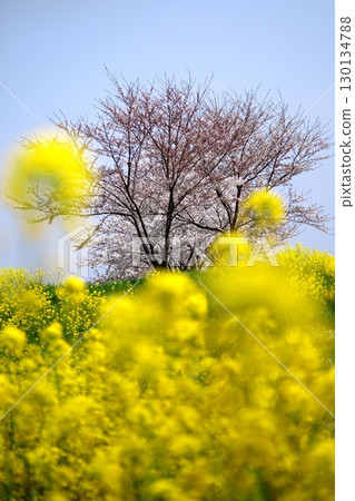 Cherry blossoms and rape blossoms‗240414114 130134788