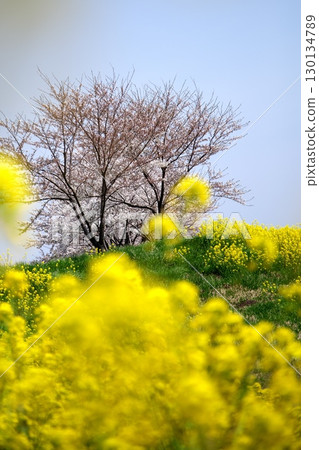 櫻花和油菜花‗240414115 130134789