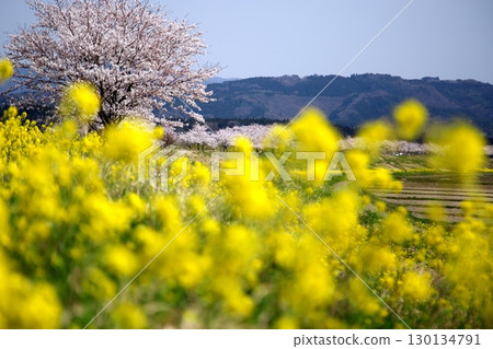 Cherry blossoms and rape blossoms‗240414117 Cherry blossoms and rape blossoms‗240414117 130134791
