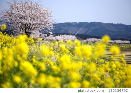 Cherry blossoms and rape blossoms‗240414118 Cherry blossoms and rape blossoms‗240414118 130134792