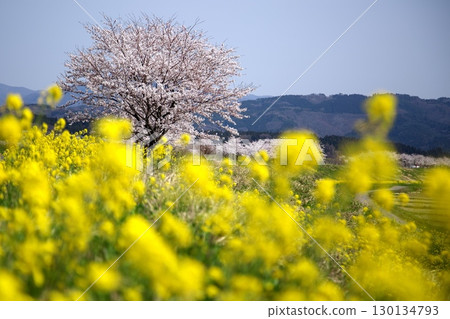 Cherry blossoms and rape blossoms‗240414119 Cherry blossoms and rape blossoms‗240414119 130134793