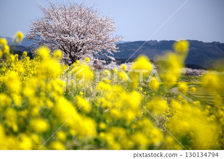 Cherry blossoms and rape blossoms ‗240414120 Cherry blossoms and rape blossoms ‗240414120 130134794