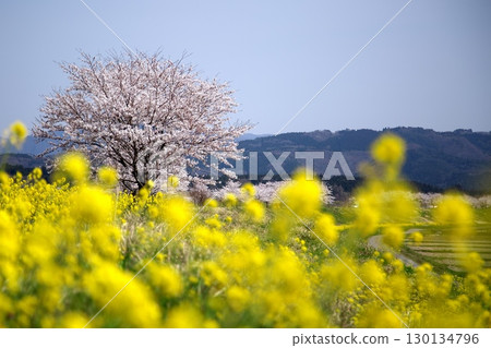 Cherry blossoms and rape blossoms‗240414122 Cherry blossoms and rape blossoms‗240414122 130134796