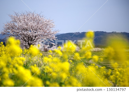 櫻花和油菜花‗240414123 130134797