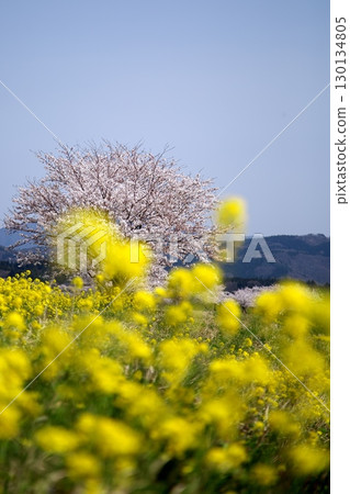 Cherry blossoms and rape blossoms‗240414131 130134805