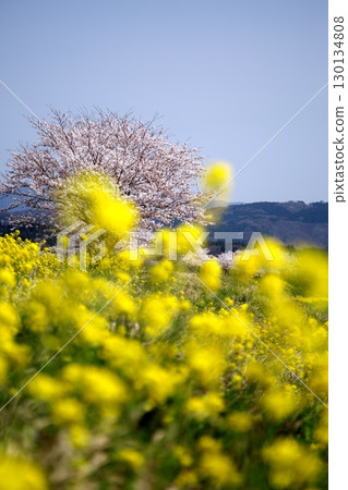 櫻花和油菜花‗240414001 130134808