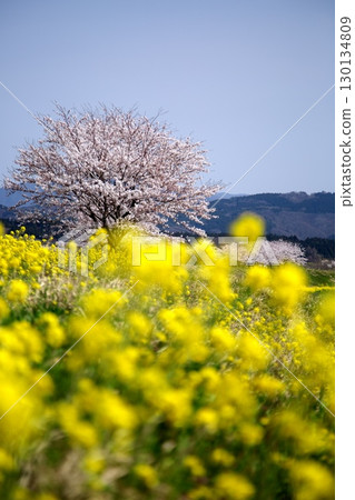 櫻花和油菜花‗240414002 130134809