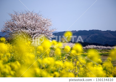 Cherry blossoms and rape blossoms‗240414003 130134810