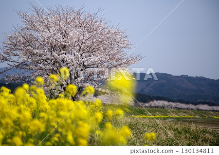 Cherry blossoms and rape blossoms‗240414004 130134811