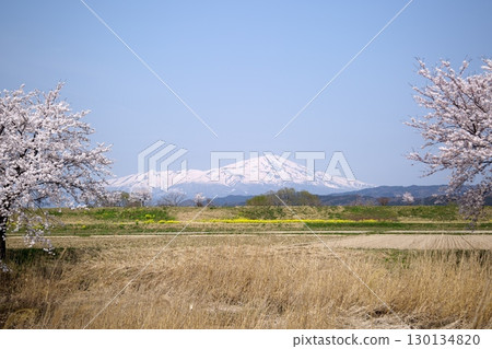 Cherry blossoms and rape blossoms‗240414013 130134820