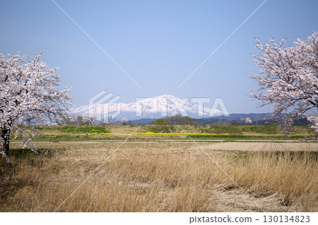 Cherry blossoms and rape blossoms‗240414016 130134823