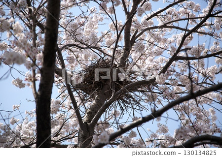 Cherry blossoms and rape blossoms‗240414018 130134825