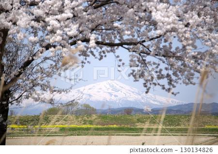 Cherry blossoms and rape blossoms ‗240414019 130134826