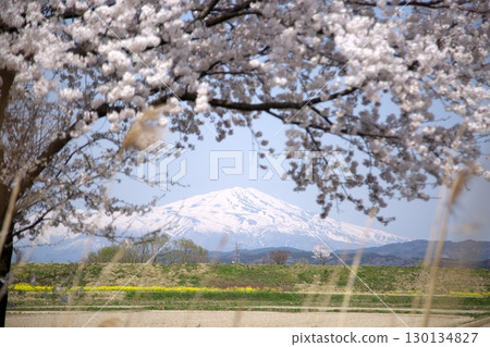 Cherry blossoms and rape blossoms ‗240414020 130134827