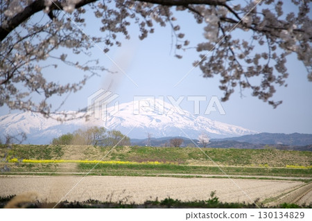Cherry blossoms and rape blossoms ‗240414021 130134829