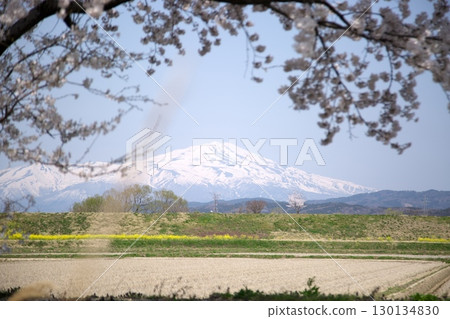 Cherry blossoms and rape blossoms ‗240414022 Cherry blossoms and rape blossoms ‗240414022 130134830