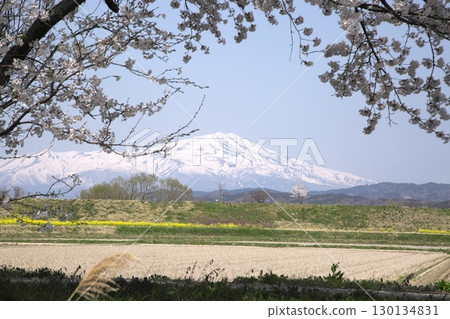 Cherry blossoms and rape blossoms ‗240414023 130134831