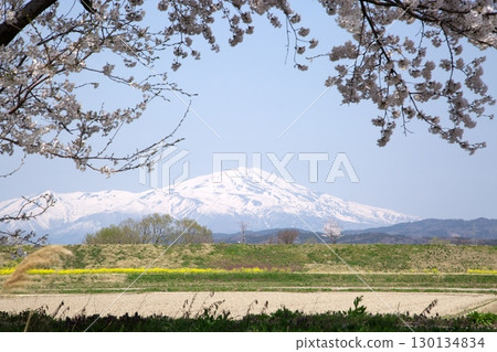 Cherry blossoms and rape blossoms ‗240414026 130134834
