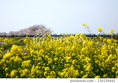 櫻花和油菜花‗240414034 130134842