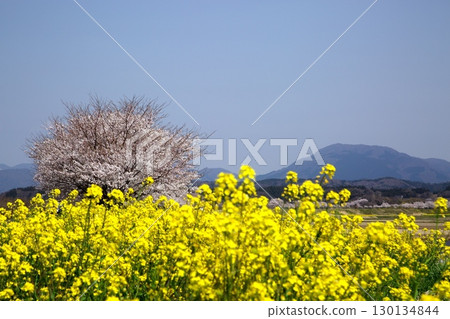 Cherry blossoms and rape blossoms‗240414036 130134844